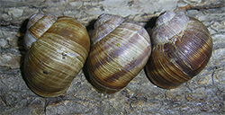 H. pomatia. Photo 111