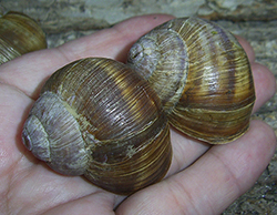 H. pomatia. Photo 113