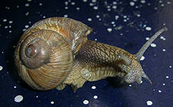 H. pomatia. Photo 113