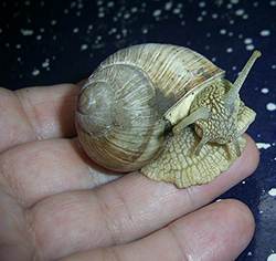 H. pomatia. Photo 115