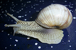 H. pomatia. Photo 119