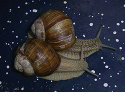 H. pomatia. Photo 111
