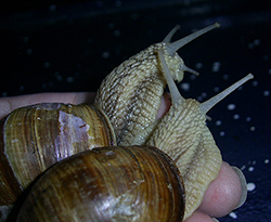 H. pomatia. Photo 111