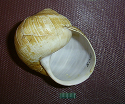 H. pomatia  Linnaeus, 1758. Фото 63