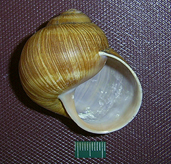 H. pomatia  Linnaeus, 1758. Фото 65