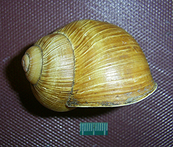 H. pomatia  Linnaeus, 1758. Фото 67