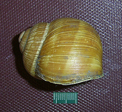 H. pomatia  Linnaeus, 1758. Фото 69