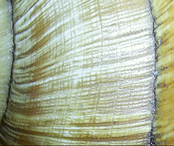 H. pomatia  Linnaeus, 1758. Фото 71