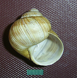 H. pomatia  Linnaeus, 1758. Фото 73