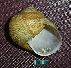 H. pomatia  Linnaeus, 1758. Фото 75