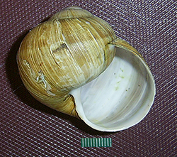 H. pomatia  Linnaeus, 1758. Фото 77