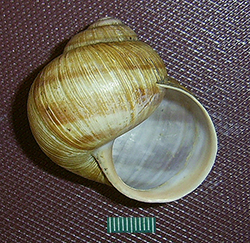 H. pomatia  Linnaeus, 1758. Фото 83