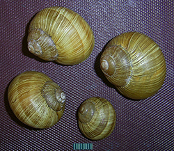 H. pomatia  Linnaeus, 1758. Фото 87