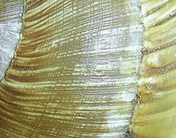 H. pomatia  Linnaeus, 1758. Фото 93