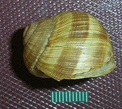 H. pomatia  Linnaeus, 1758. Фото 95