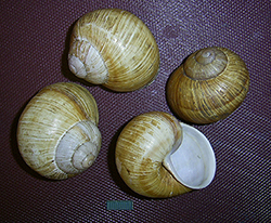 H. pomatia  Linnaeus, 1758. Фото 97