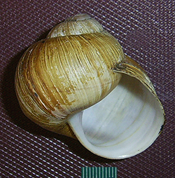 H. pomatia  Linnaeus, 1758. Фото 101