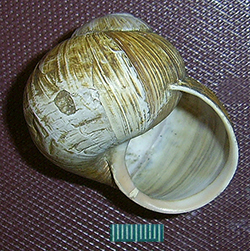 H. pomatia  Linnaeus, 1758. Фото 102