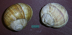 H. pomatia  Linnaeus, 1758. Фото 104