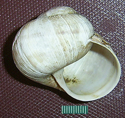 H. pomatia  Linnaeus, 1758. Фото 107