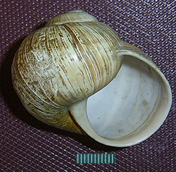 H. pomatia  Linnaeus, 1758. Фото 109