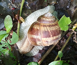 H. thessalica. Фото 78