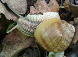 H. thessalica. Фото 82