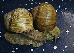 H. thessalica. Фото 84