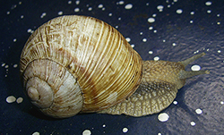 H. thessalica. Фото 86