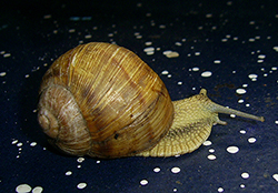 H. thessalica. Фото 88