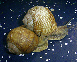 H. thessalica. Фото 90