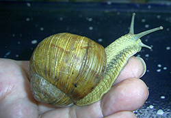 H. thessalica. Фото 92