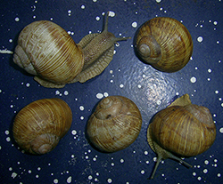 H. thessalica. Фото 94