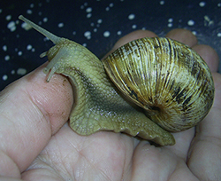 H. thessalica. Фото 131