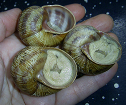 H. thessalica. Фото 133