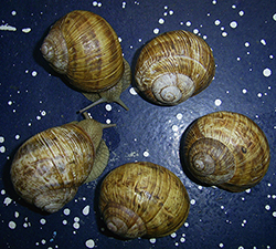 H. thessalica. Фото 135