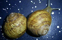 H. thessalica. Фото 137