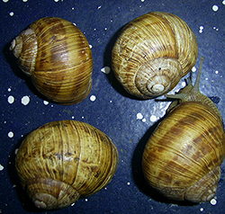 H. thessalica. Фото 139