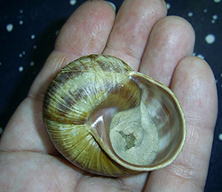 H. thessalica. Фото 143