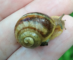 H. thessalica. Фото 147