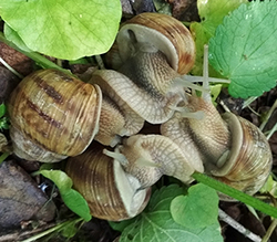 H. thessalica. Фото 114