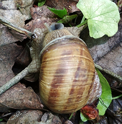 H. thessalica. Фото 116