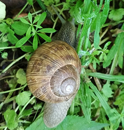 H. thessalica. Фото 118