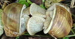 H. thessalica. Фото 120