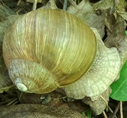 H. thessalica. Фото 122