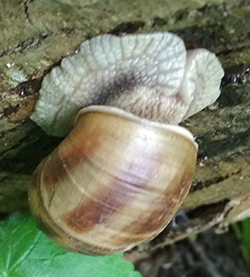 H. thessalica. Фото 125