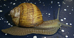 H. thessalica. Фото 127