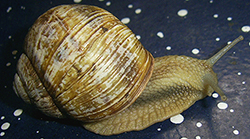 H. thessalica. Фото 129