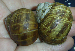 H. thessalica. Фото 149