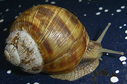 H. thessalica. Фото 151